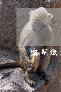 逾期缴纳税款有哪些法律责任 逾期缴纳税款有哪些法律责任
