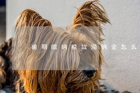 逾期缴纳税款滞纳金怎么算 逾期缴纳税款滞纳金怎么算