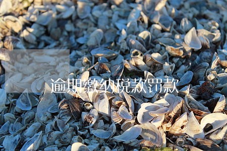 逾期缴纳税款罚款 逾期缴纳税款罚款