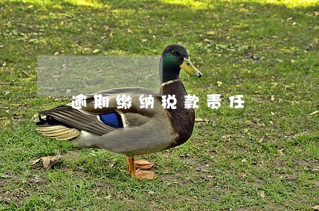 逾期缴纳税款责任 逾期缴纳税款责任