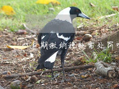 逾期缴纳税款需处罚吗 逾期缴纳税款需处罚吗