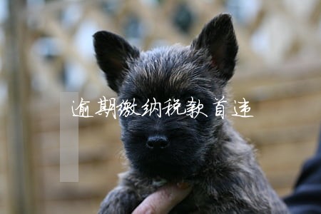 逾期缴纳税款首违 逾期缴纳税款首违
