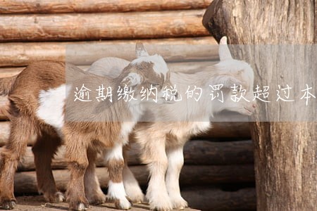逾期缴纳税的罚款超过本金 逾期缴纳税的罚款超过本金