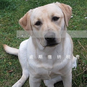 逾期缴纳税费 逾期缴纳税费
