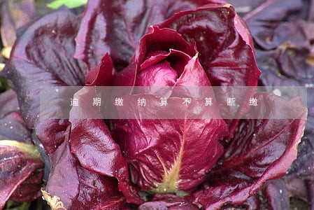 逾期缴纳算不算断缴 逾期缴纳算不算断缴