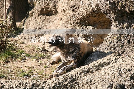 逾期缴纳罚款的 逾期缴纳罚款的