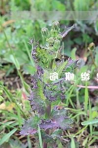 逾期缴纳罚款的情况说明