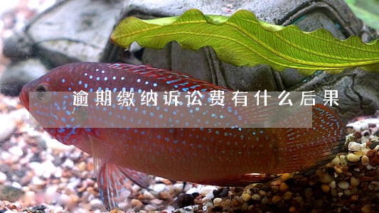 逾期缴纳诉讼费有什么后果 逾期缴纳诉讼费有什么后果