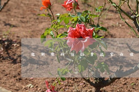 逾期缴纳诉讼费法官会催告吗 逾期缴纳诉讼费法官会催告吗