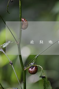 逾期缴纳诉讼费认定 逾期缴纳诉讼费认定