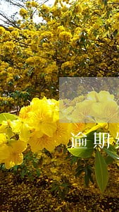 逾期缴纳银行的罚息所得税调整吗 逾期缴纳银行的罚息所得税调整吗