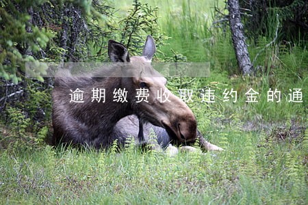 逾期缴费收取违约金的通知 逾期缴费收取违约金的通知