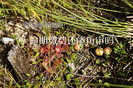 逾期缴费还能再审吗 逾期缴费还能再审吗