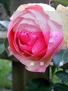 逾期缴费违约金的计算 逾期缴费违约金的计算