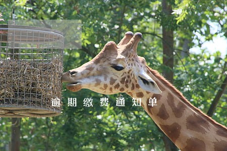 逾期缴费通知单