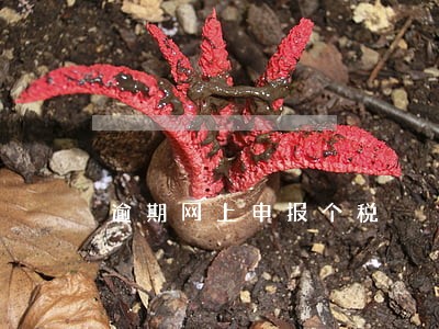 逾期网上申报个税 逾期网上申报个税