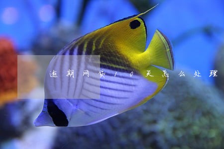逾期网贷10天怎么处理 逾期网贷10天怎么处理
