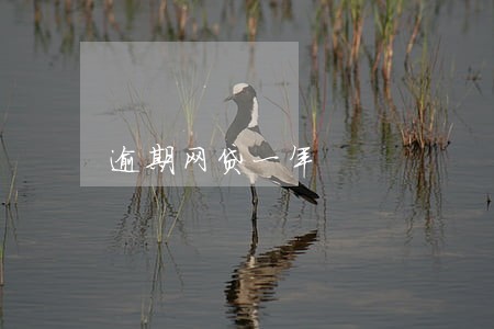逾期网贷一年 逾期网贷一年