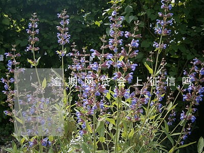 逾期网贷会上征信吗 逾期网贷会上征信吗
