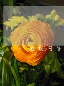 逾期网贷会坐牢吗 逾期网贷会坐牢吗