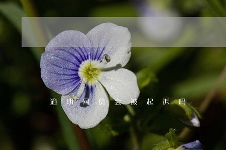 逾期网贷会被起诉吗