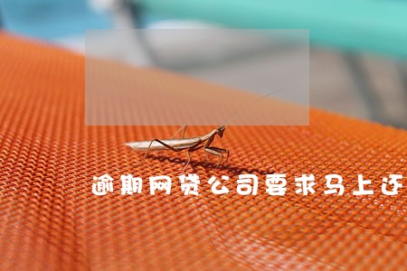 逾期网贷公司要求马上还款 逾期网贷公司要求马上还款