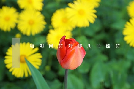 逾期网贷到哪儿还能贷 逾期网贷到哪儿还能贷
