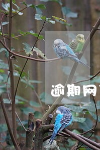逾期网贷加起来3万