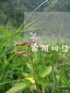 逾期网贷可以跑滴滴吗 逾期网贷可以跑滴滴吗