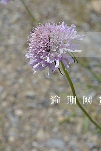 逾期网贷影响征信吗