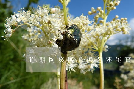 逾期网贷换卡换名还能查到吗 逾期网贷换卡换名还能查到吗