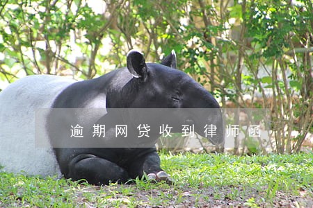 逾期网贷收到律师函