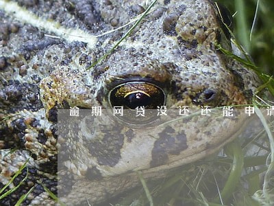 逾期网贷没还还能申请什么网贷 逾期网贷没还还能申请什么网贷