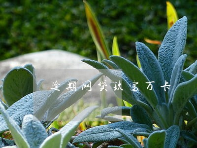 逾期网贷玖富万卡 逾期网贷玖富万卡