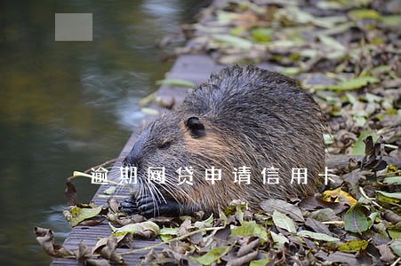 逾期网贷申请信用卡 逾期网贷申请信用卡