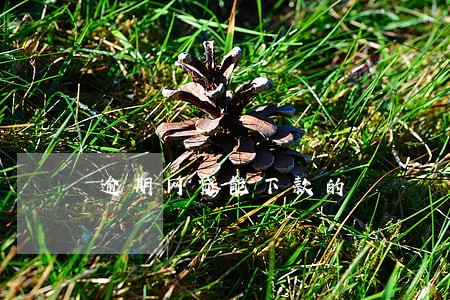 逾期网贷能下款的 逾期网贷能下款的