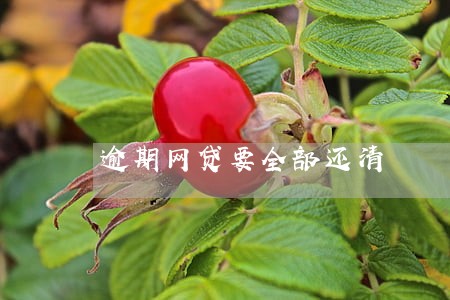 逾期网贷要全部还清 逾期网贷要全部还清