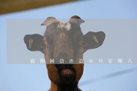 逾期网贷还款不分星期六日吧 逾期网贷还款不分星期六日吧