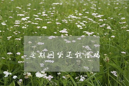 逾期网贷还能借吗
