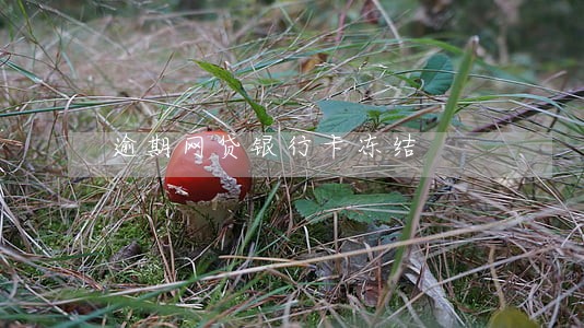 逾期网贷银行卡冻结