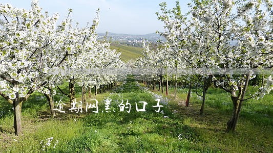 逾期网黑的口子 逾期网黑的口子