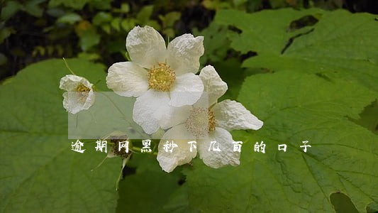 逾期网黑秒下几百的口子 逾期网黑秒下几百的口子