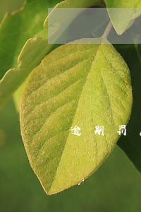 逾期罚息不还可以吗 逾期罚息不还可以吗