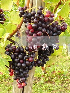 逾期罚息会利滚利吗 逾期罚息会利滚利吗