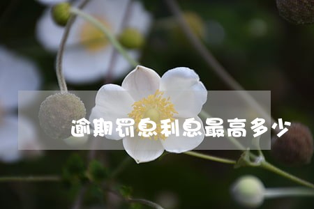 逾期罚息利息最高多少 逾期罚息利息最高多少