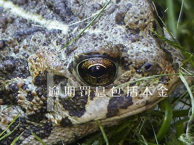 逾期罚息包括本金 逾期罚息包括本金
