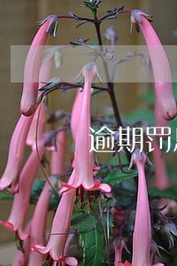 逾期罚息和担保人有关系吗 逾期罚息和担保人有关系吗