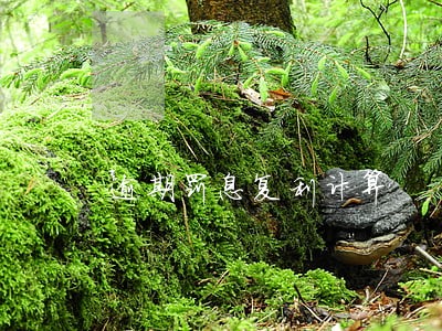 逾期罚息复利计算 逾期罚息复利计算