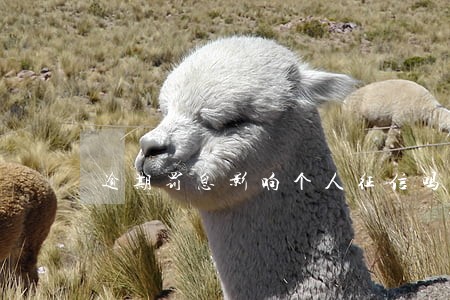 逾期罚息影响个人征信吗 逾期罚息影响个人征信吗