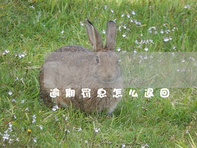 逾期罚息怎么退回 逾期罚息怎么退回
